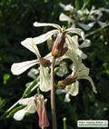 Eruca Sativa